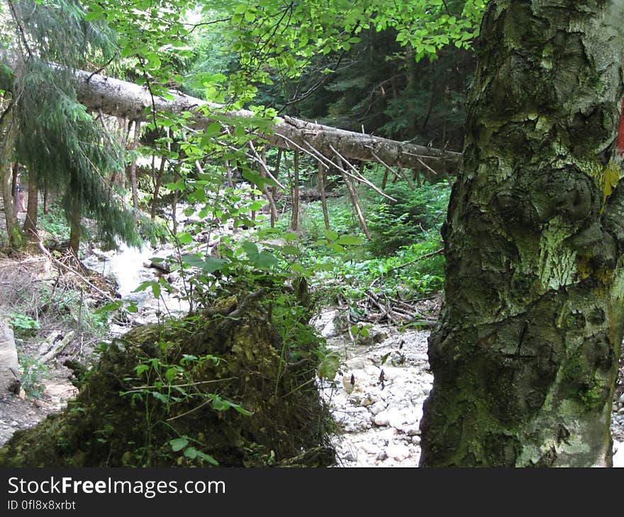 A creek in a dark forest. A creek in a dark forest.