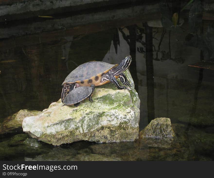 A pair of turtles on a rock in a pool of water. A pair of turtles on a rock in a pool of water.