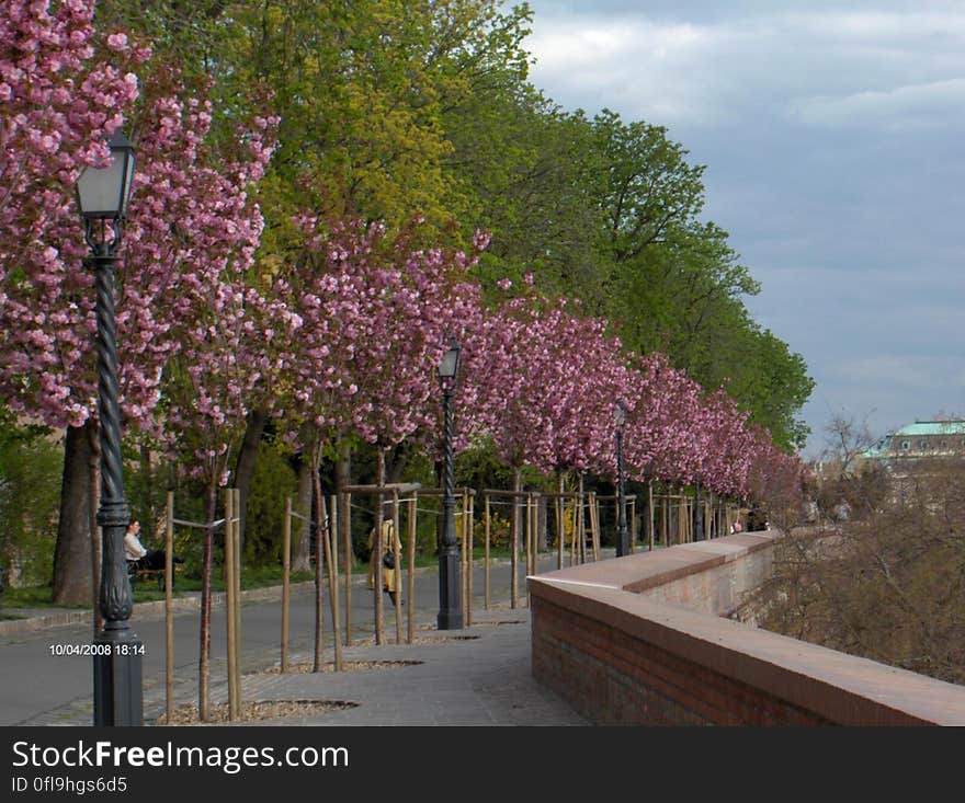 Blossoming trees lining road in city with park in background.