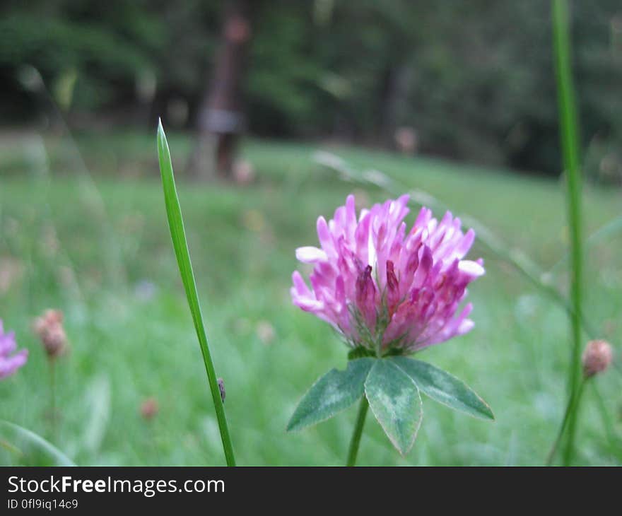 A red clover flower on a meadow.