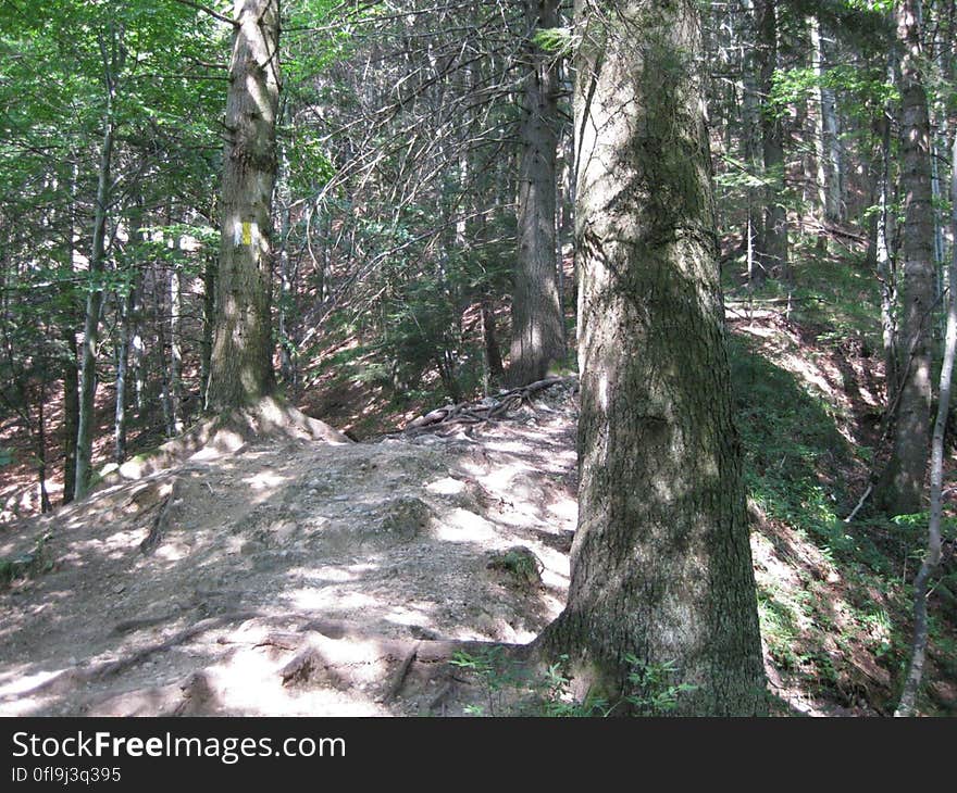 A path in the forest. A path in the forest.