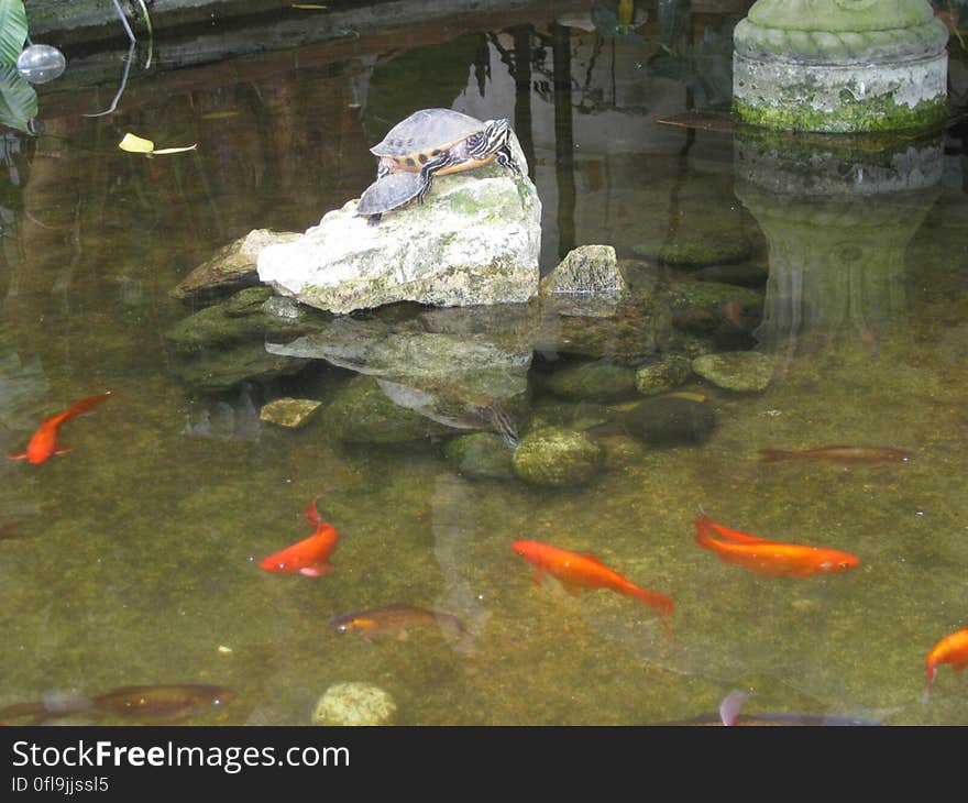 A pond with koi and a rock with turtles on it. A pond with koi and a rock with turtles on it.