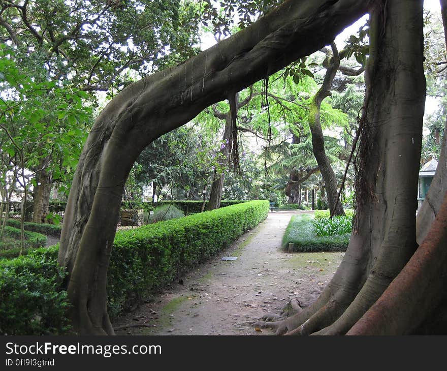 A view from a park with gnarled tree trunks. A view from a park with gnarled tree trunks.