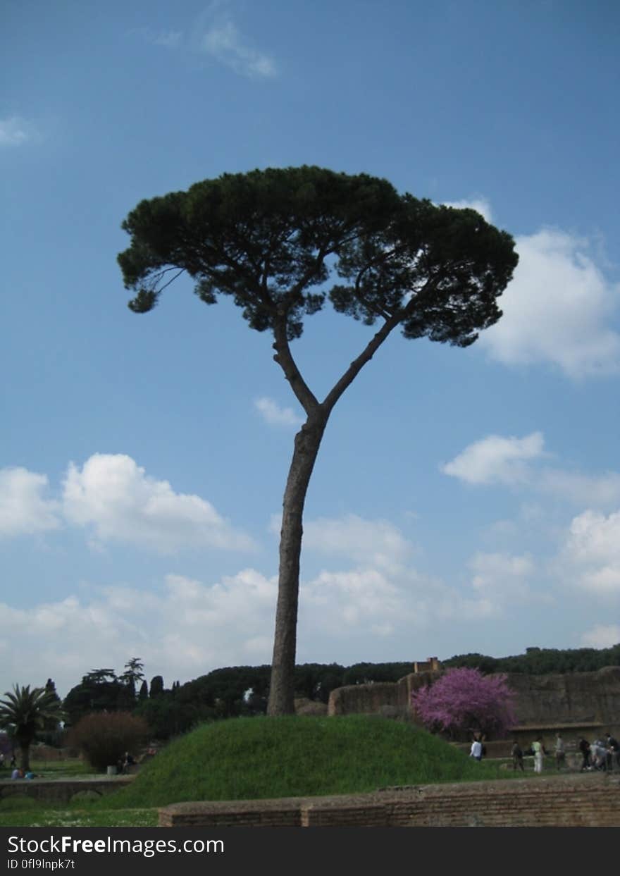 A tall tree with a thin trunk in a park. A tall tree with a thin trunk in a park.