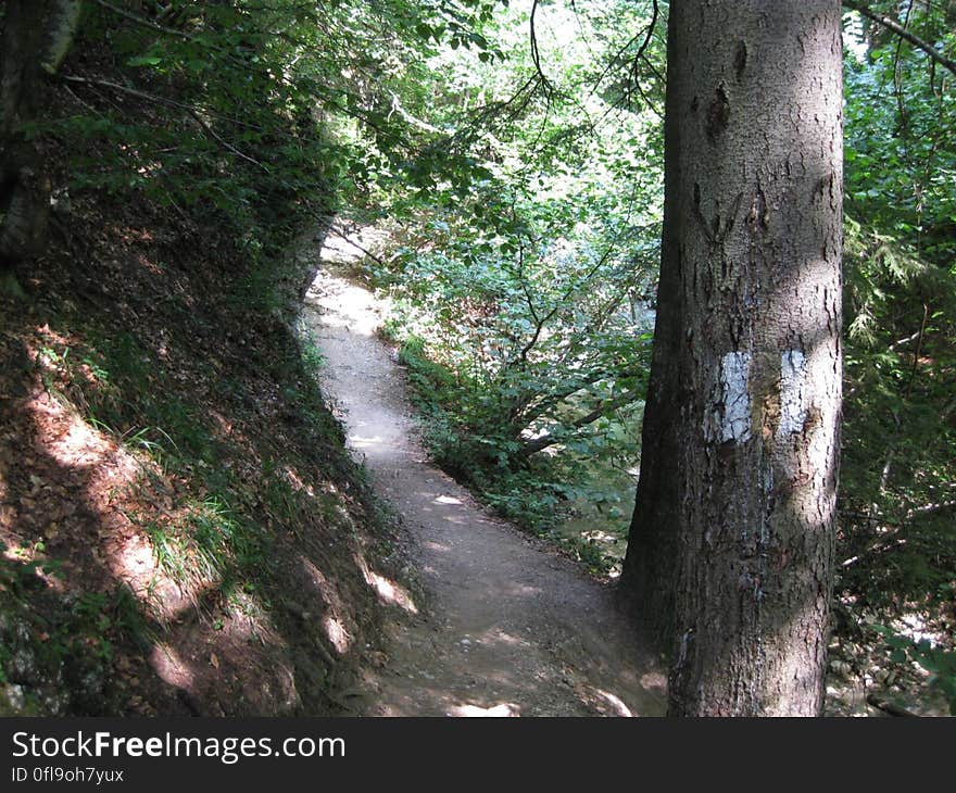 A marked path through the forest in the mountains. A marked path through the forest in the mountains.