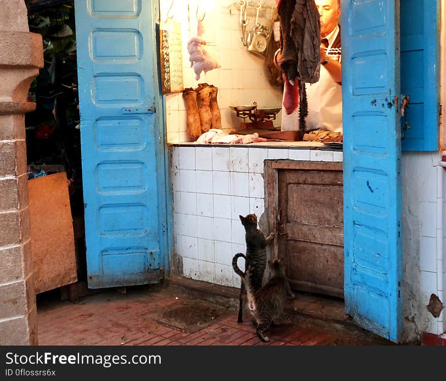 Waiting for meat scraps. :&#x29; - Morocco January 2014. Went to visit my grandma in Essauouira for the 2nd time since she moved there. Had a great time!. Waiting for meat scraps. :&#x29; - Morocco January 2014. Went to visit my grandma in Essauouira for the 2nd time since she moved there. Had a great time!