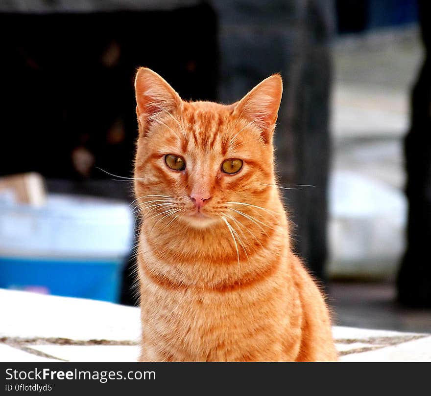 I took pictures of the neighbourhood cats while out on a walk for fresh air. I thought this one looked like the cat on the &#x22;Friskies&#x22; cat food. I took pictures of the neighbourhood cats while out on a walk for fresh air. I thought this one looked like the cat on the &#x22;Friskies&#x22; cat food.