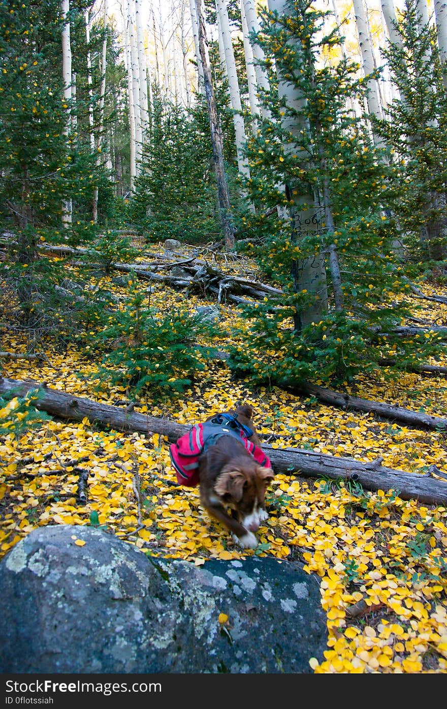 Autumn hike of the Bear Jaw, Waterline, and Abineau Trails Loop on the northern side of Flagstaff&#x27;s San Francisco Peaks. Autumn hike of the Bear Jaw, Waterline, and Abineau Trails Loop on the northern side of Flagstaff&#x27;s San Francisco Peaks.