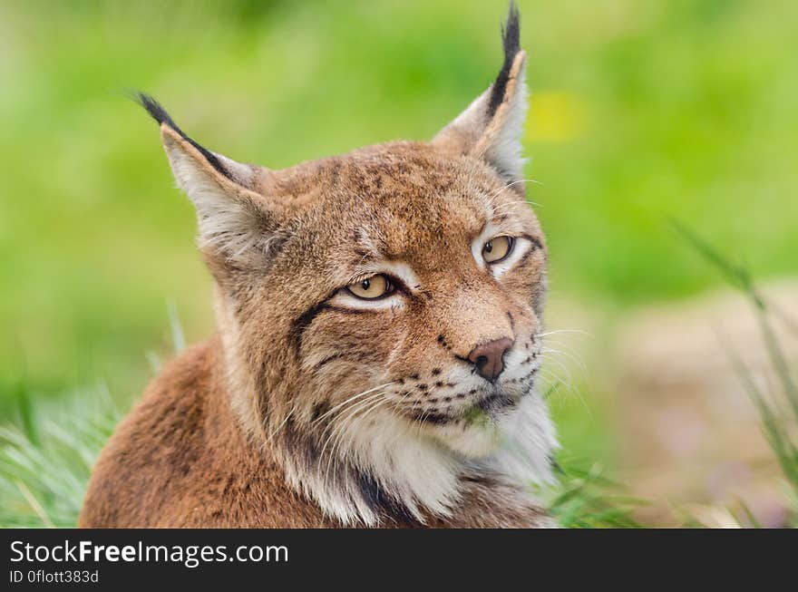 Lynx