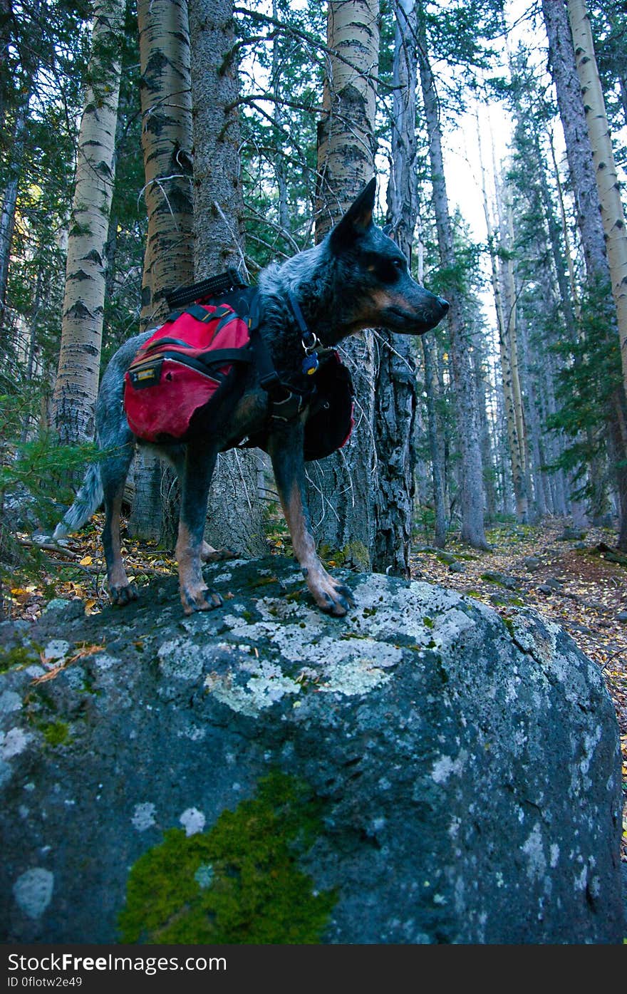 Autumn hike of the Bear Jaw, Waterline, and Abineau Trails Loop on the northern side of Flagstaff&#x27;s San Francisco Peaks. Autumn hike of the Bear Jaw, Waterline, and Abineau Trails Loop on the northern side of Flagstaff&#x27;s San Francisco Peaks.