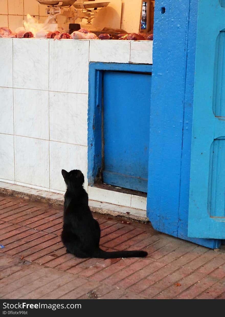 Waiting for meat scraps. :&#x29; - Morocco January 2014. Went to visit my grandma in Essauouira for the 2nd time since she moved there. Had a great time!. Waiting for meat scraps. :&#x29; - Morocco January 2014. Went to visit my grandma in Essauouira for the 2nd time since she moved there. Had a great time!