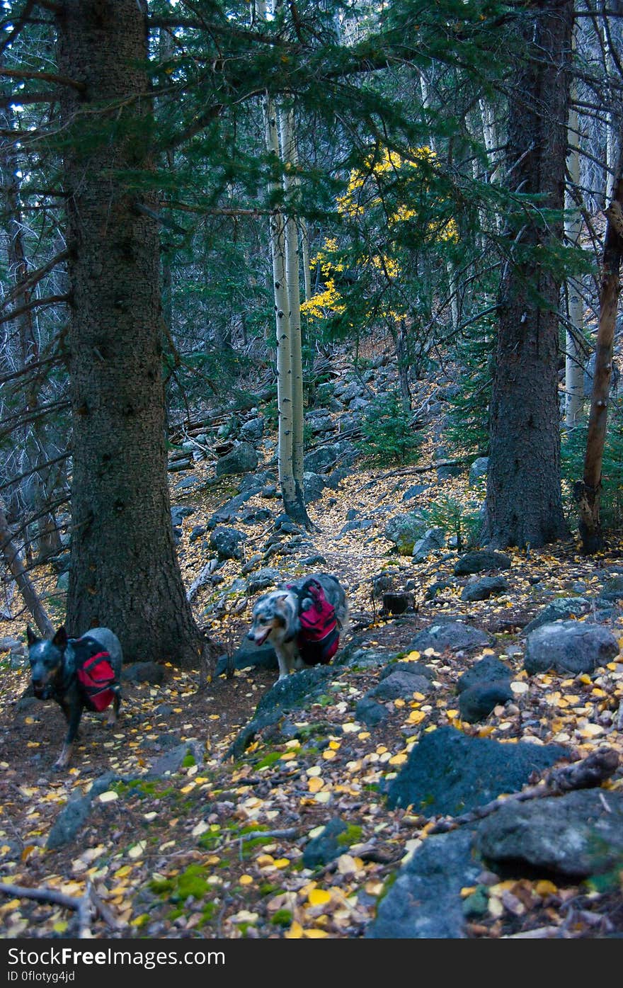 Autumn hike of the Bear Jaw, Waterline, and Abineau Trails Loop on the northern side of Flagstaff&#x27;s San Francisco Peaks. Autumn hike of the Bear Jaw, Waterline, and Abineau Trails Loop on the northern side of Flagstaff&#x27;s San Francisco Peaks.