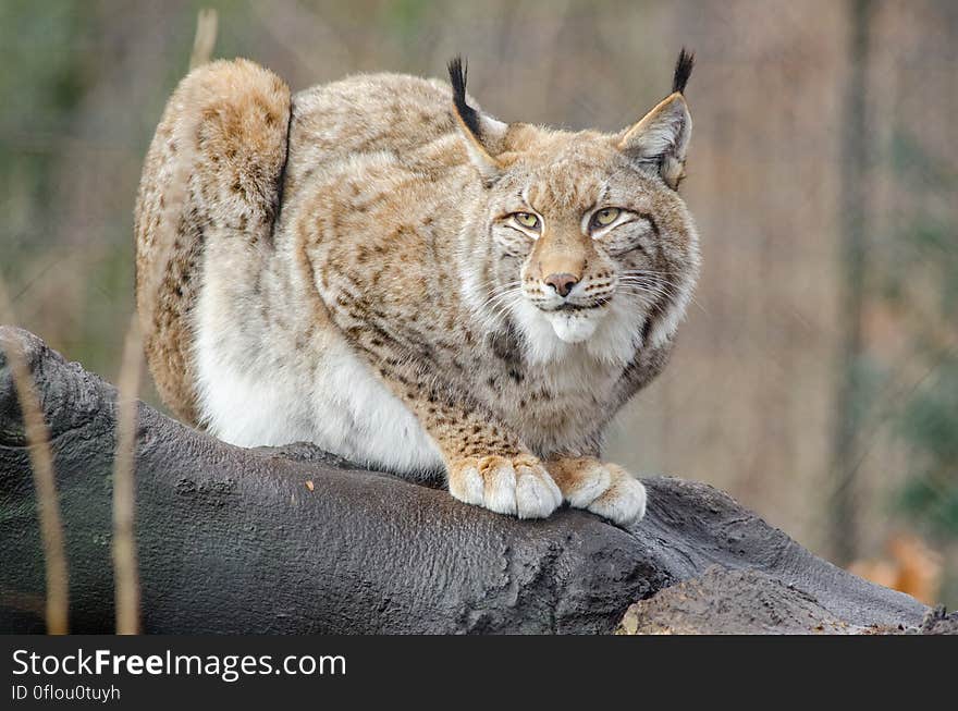 Lynx