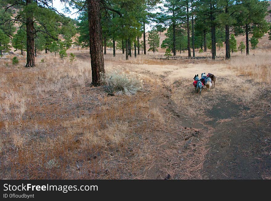 We hiked up the valley on the south side of Robinson Crater, then followed the southern edge of the rim out to a beautiful view of the Peaks. We hiked up the valley on the south side of Robinson Crater, then followed the southern edge of the rim out to a beautiful view of the Peaks.