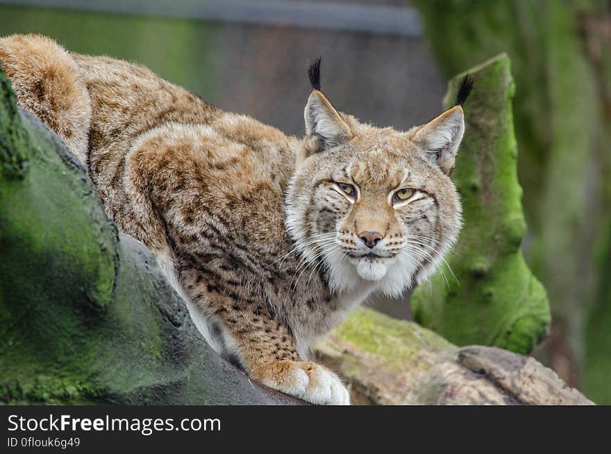 Lynx