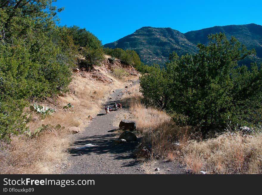 The Flume Trail starts at the old Irving Power Plant site. The five mile long trail follows the old flume access road along the canyon wall above Fossil Creek, providing beautiful, wide-open views of the wilderness. There is an easy low-water crossing across flat, solid rock at the trailhead on Forest Road 708. From the trailhead, the trail heads up towards the cliff wall where informational signs can be found. The steep hillside offers little shade to the gently rolling trail. The trail ends at the Old Fossil Springs Dam, where it meets up with Fossil Springs Trail.