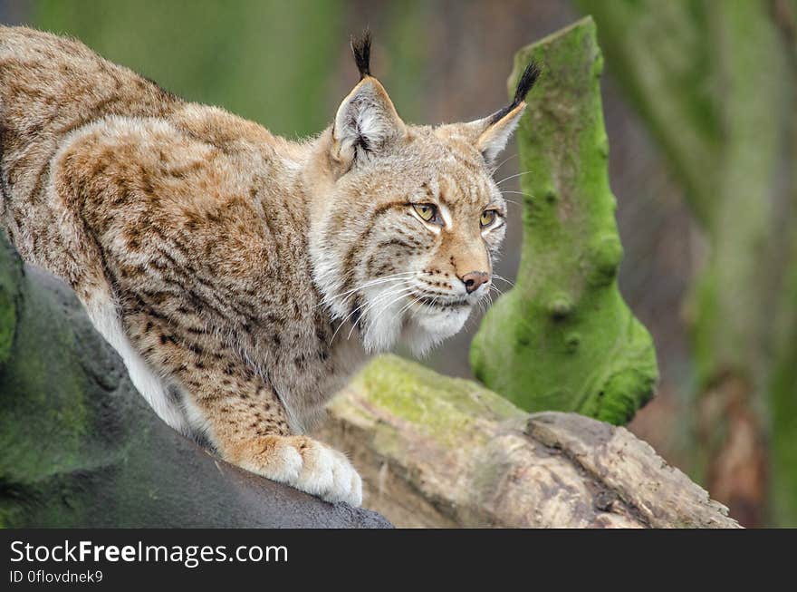 Lynx