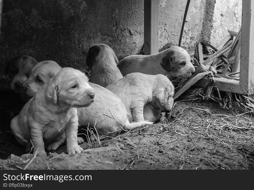 Puppies
