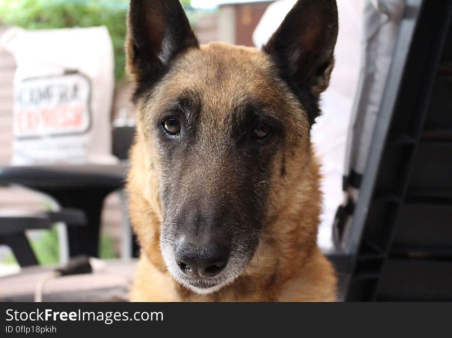 A dog looking into the camera, by Jordy Vlug. All StockyPics photos can be used freely, for more see StockyPics.com. A dog looking into the camera, by Jordy Vlug. All StockyPics photos can be used freely, for more see StockyPics.com