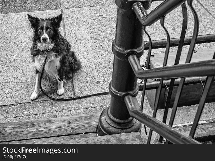 139 dog of revolver-vancouver-gastown-xe2-zeiss35-2-20150810-DSCF6720-Edit