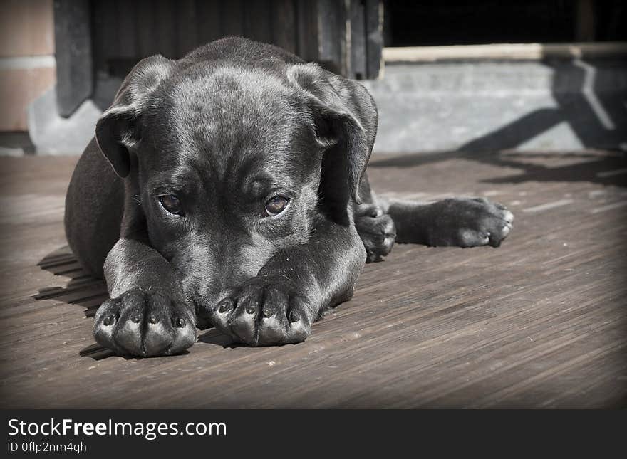 Black puppy lahying on deck.