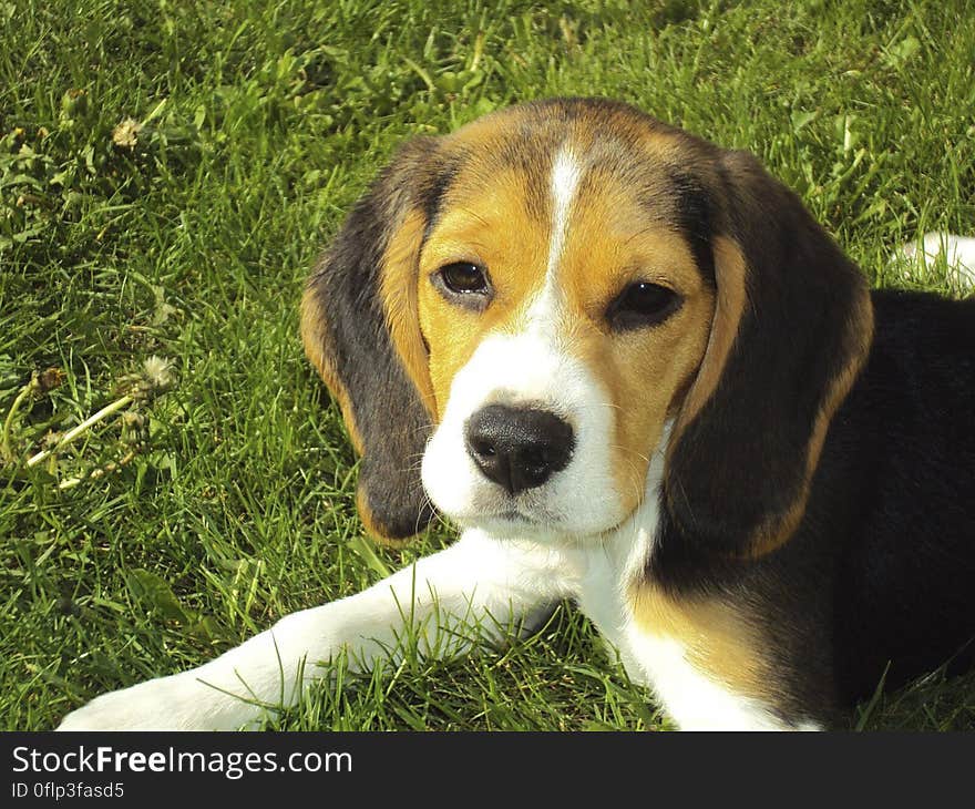 Cute Beagle puppy.