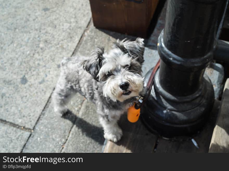 box of fluffies-vancouver-gastown-xe2-zeiss35-2-20150826-DSCF6935