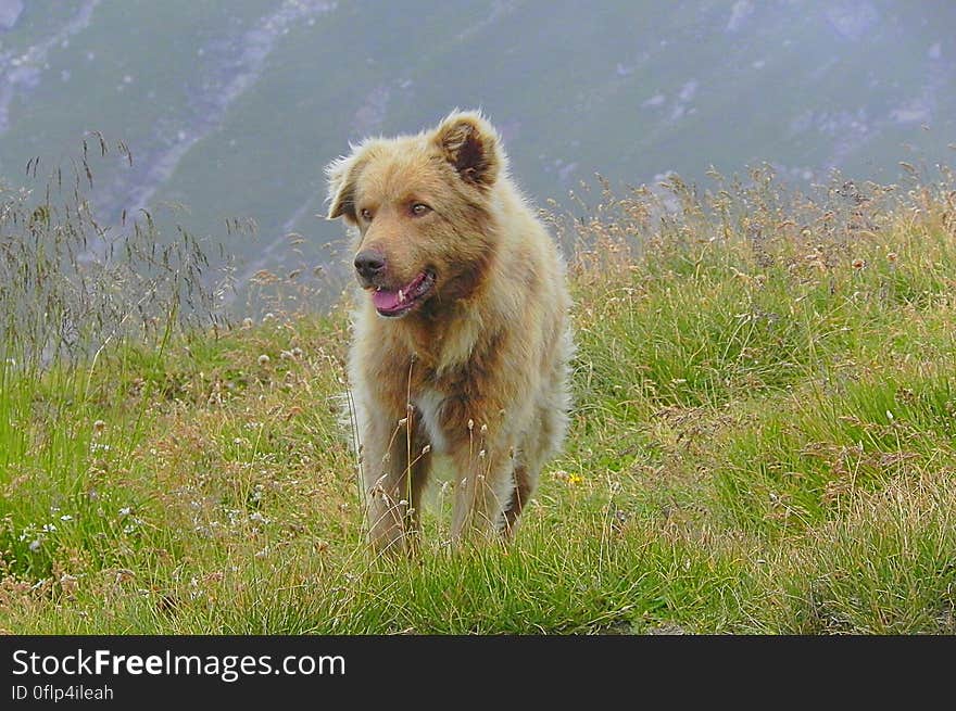 mountain dog