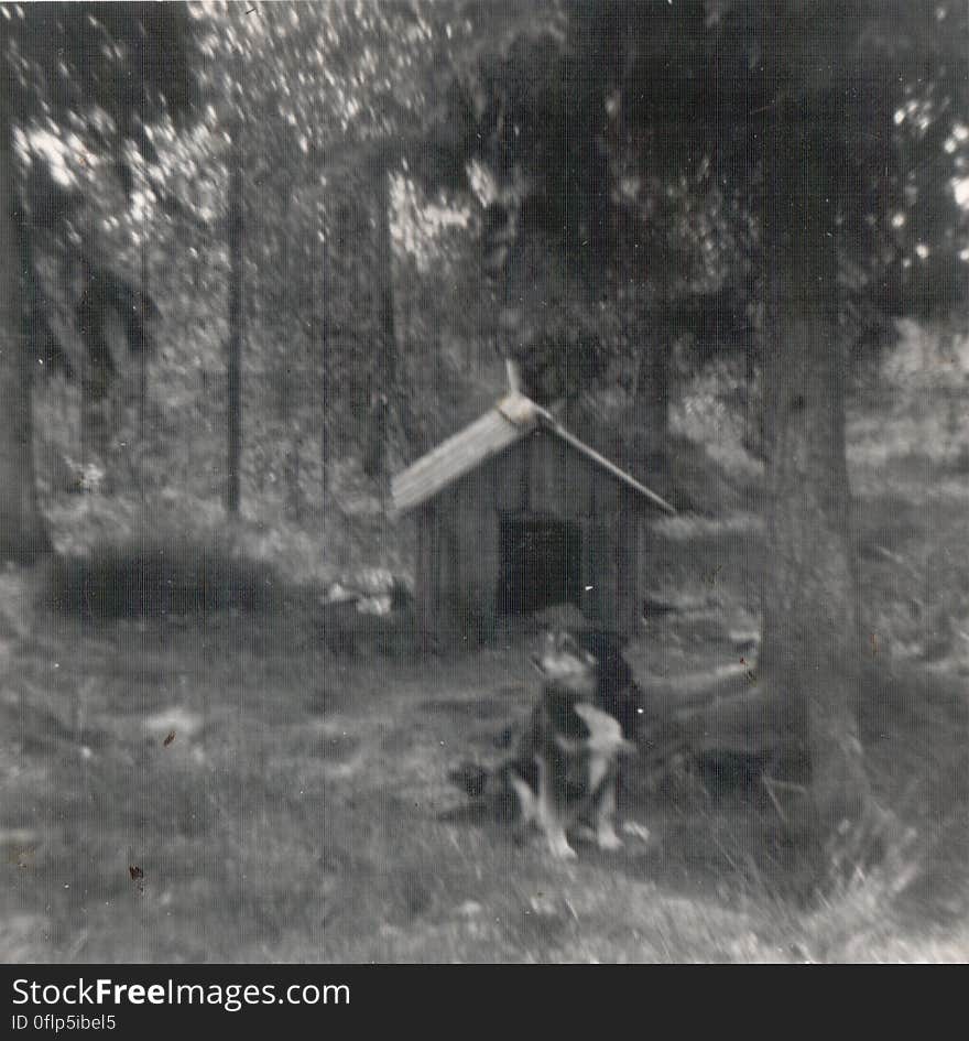 Plant, Building, Dog, Tree, House, Carnivore