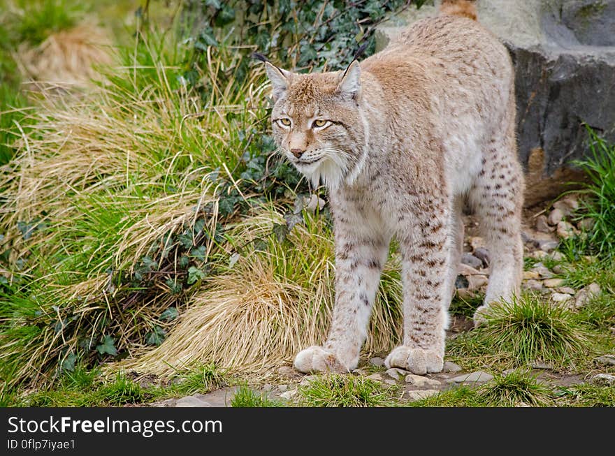 Lynx