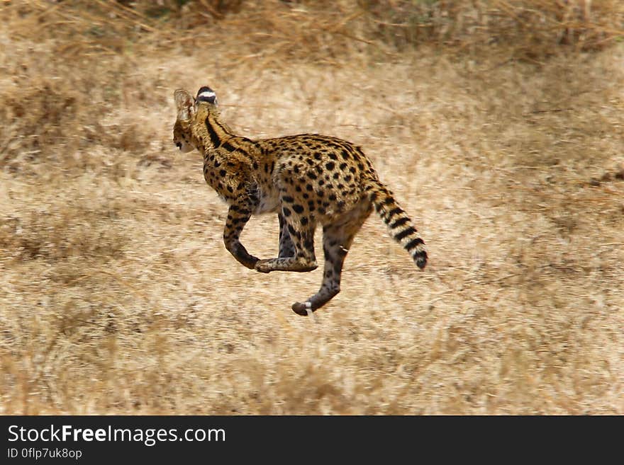 Wild cat on the run