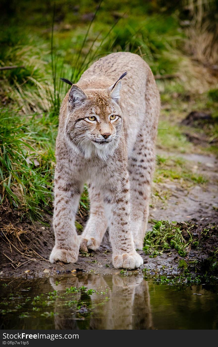 Lynx