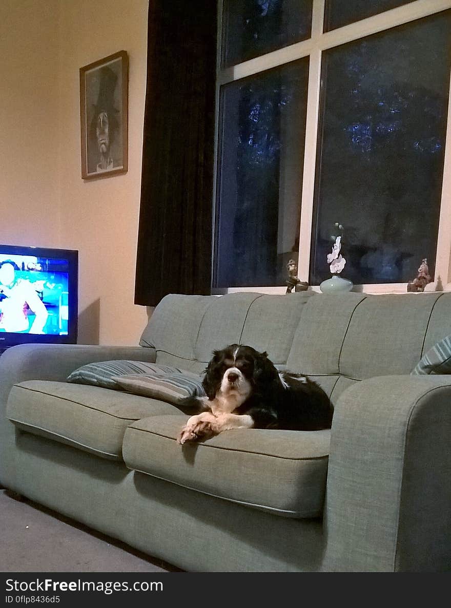 Zoë in her usual perch at the end of the couch where she has a good view of things. Zoë in her usual perch at the end of the couch where she has a good view of things