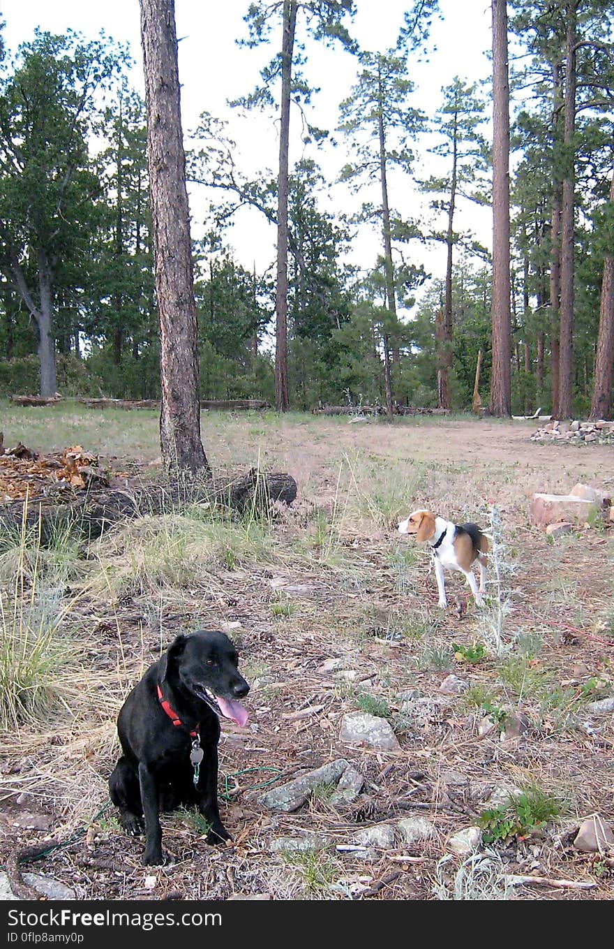 Dogs in the Woods