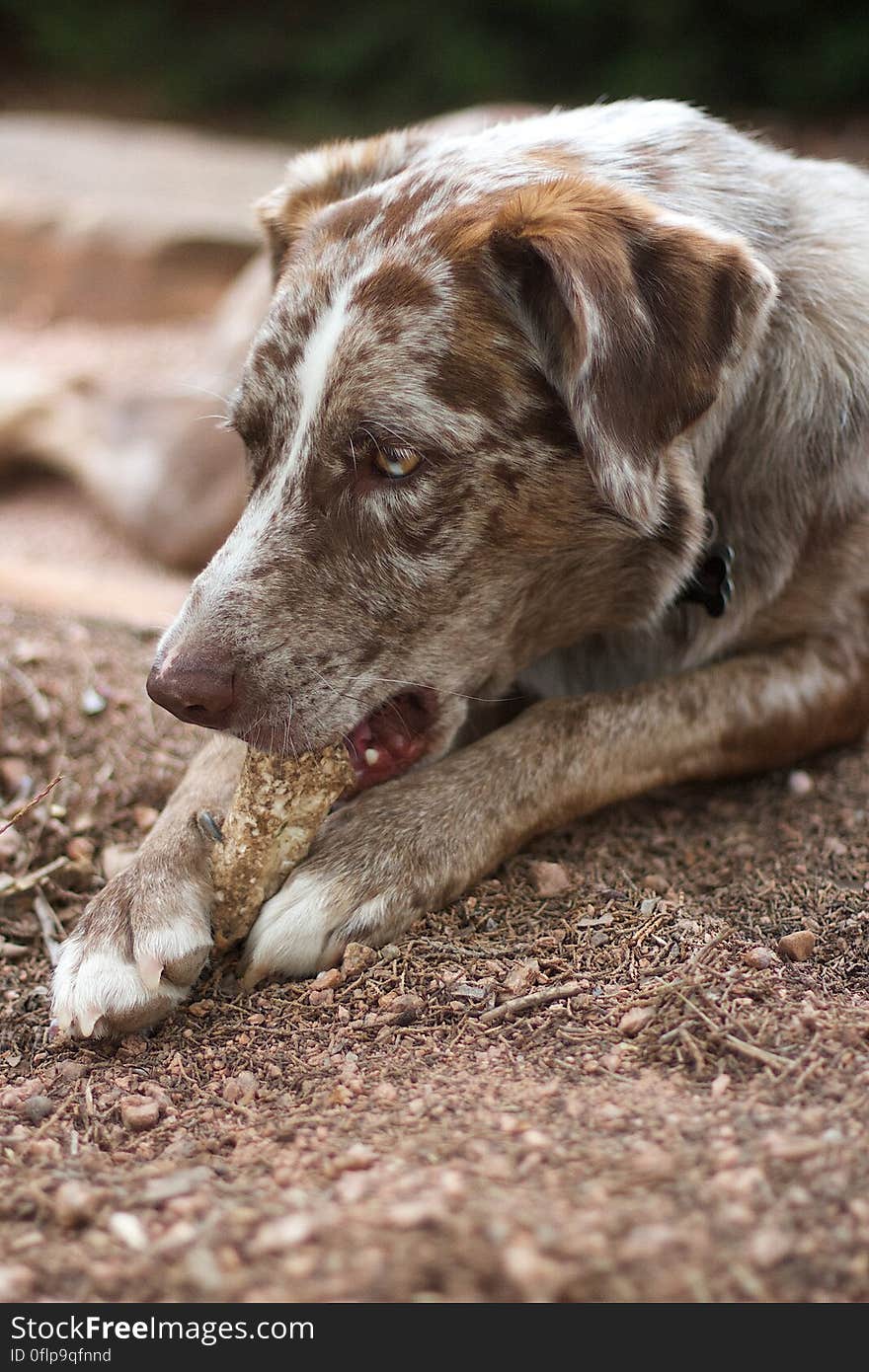 Happiness is a Chewed Bone