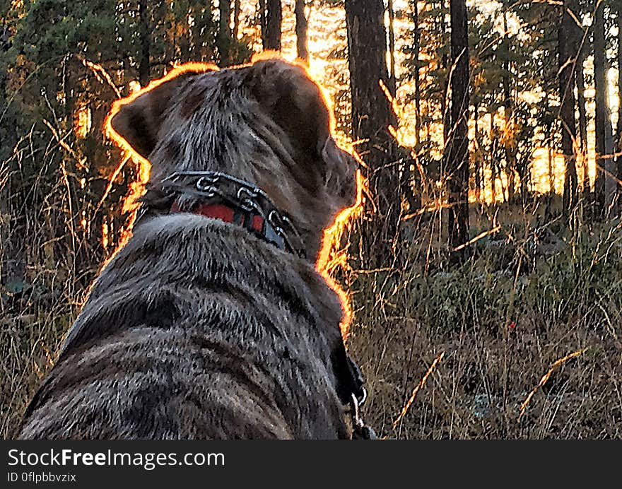 On our late afternoon walk, Felix sat right in front of the setting sun. Nice, glow, buddy!. On our late afternoon walk, Felix sat right in front of the setting sun. Nice, glow, buddy!