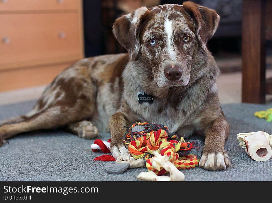 &#x22;I Need More Toys, STAT!&#x22;