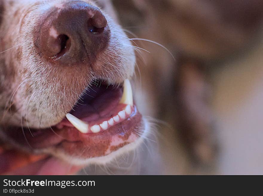 Canine Smile / Smiling Canines