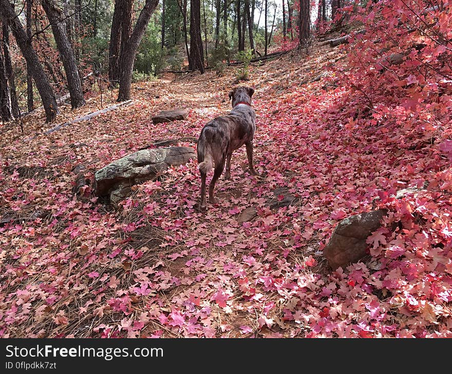 Pondering the Pink Maple Leaves