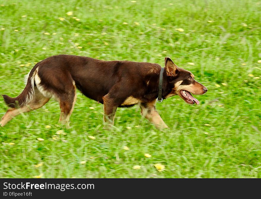 Australian kelpie