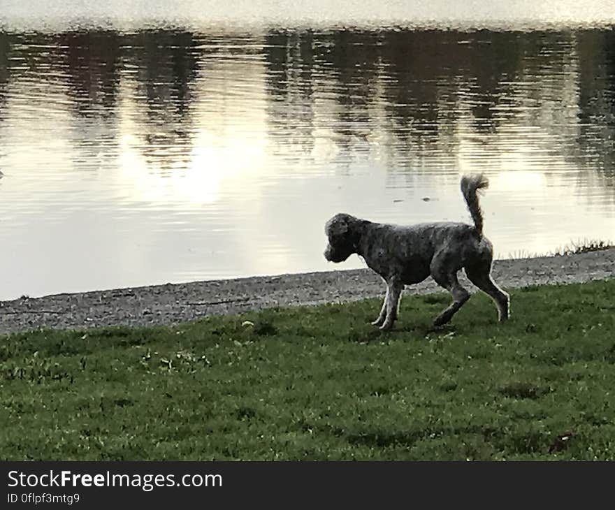 Digitalzoom, Dog, Eastvan, Troutlake