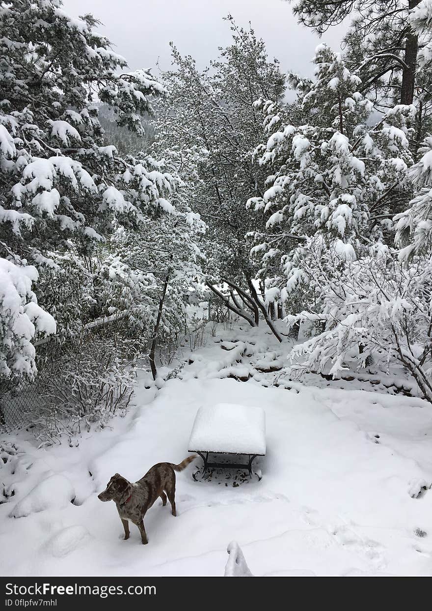 Snow Dog