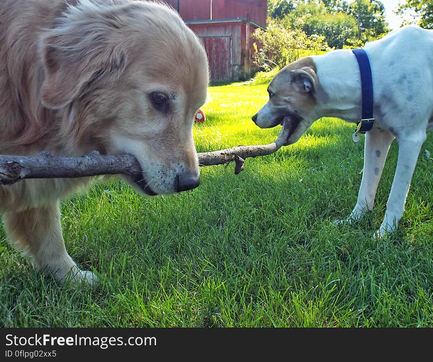 Working together? or against each other? They wouldn&#x27;t look at each other, nor would either let go of the stick. Working together? or against each other? They wouldn&#x27;t look at each other, nor would either let go of the stick.