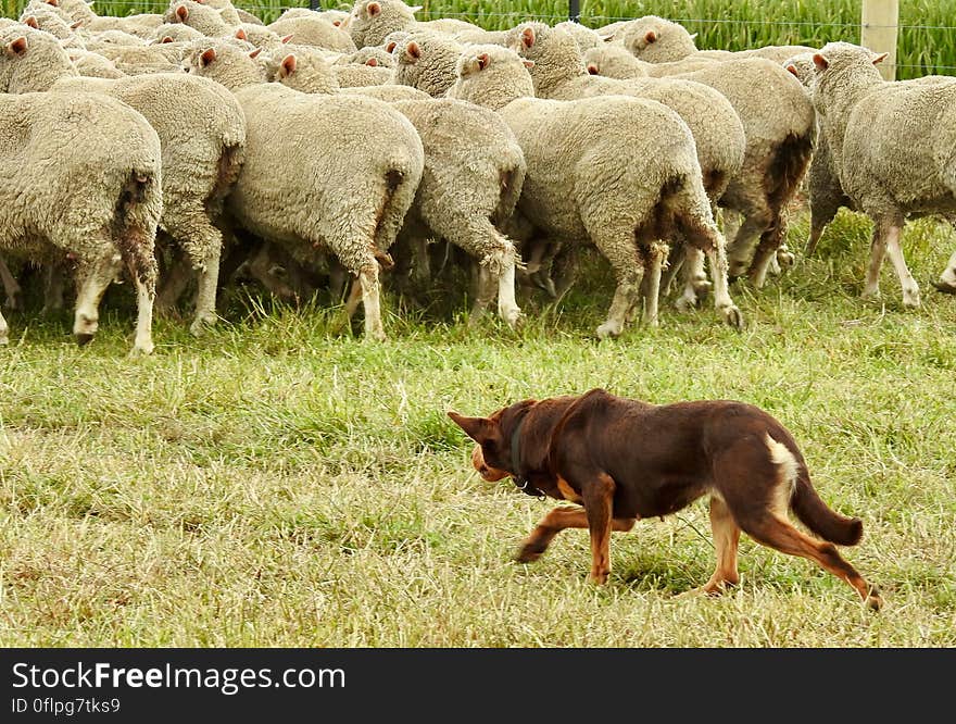 Australian kelpie at work