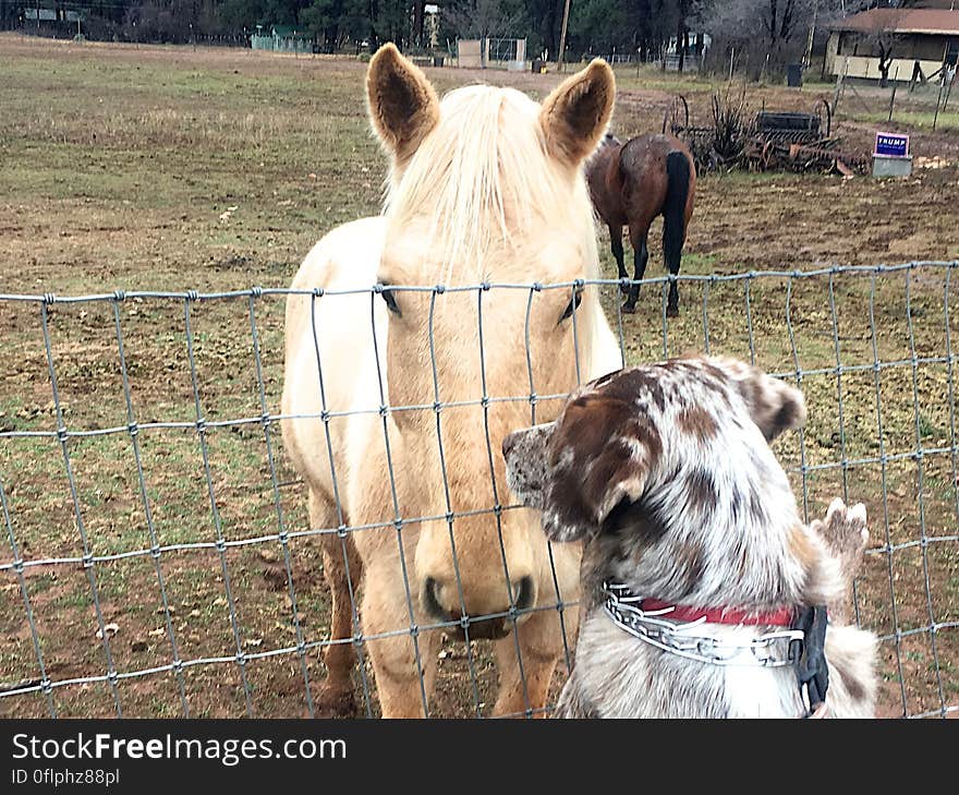 Felix meets one tall dog. Felix meets one tall dog.