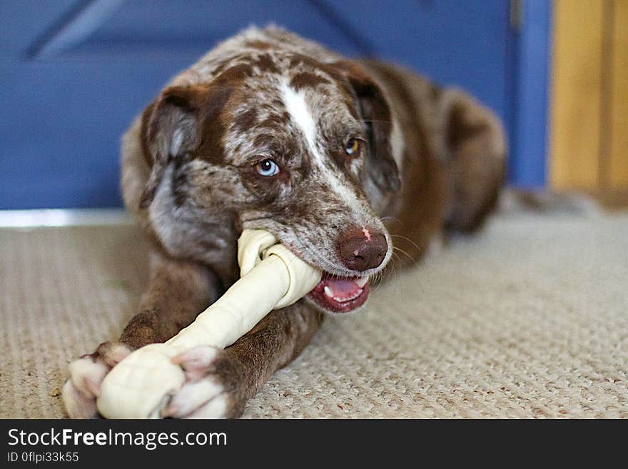 Mmmm rawhide. Mmmm rawhide