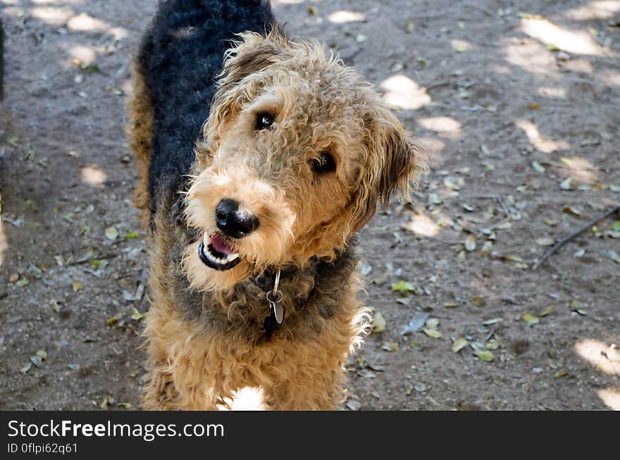 Dog, Dog breed, Carnivore, Companion dog, Working animal, Terrier