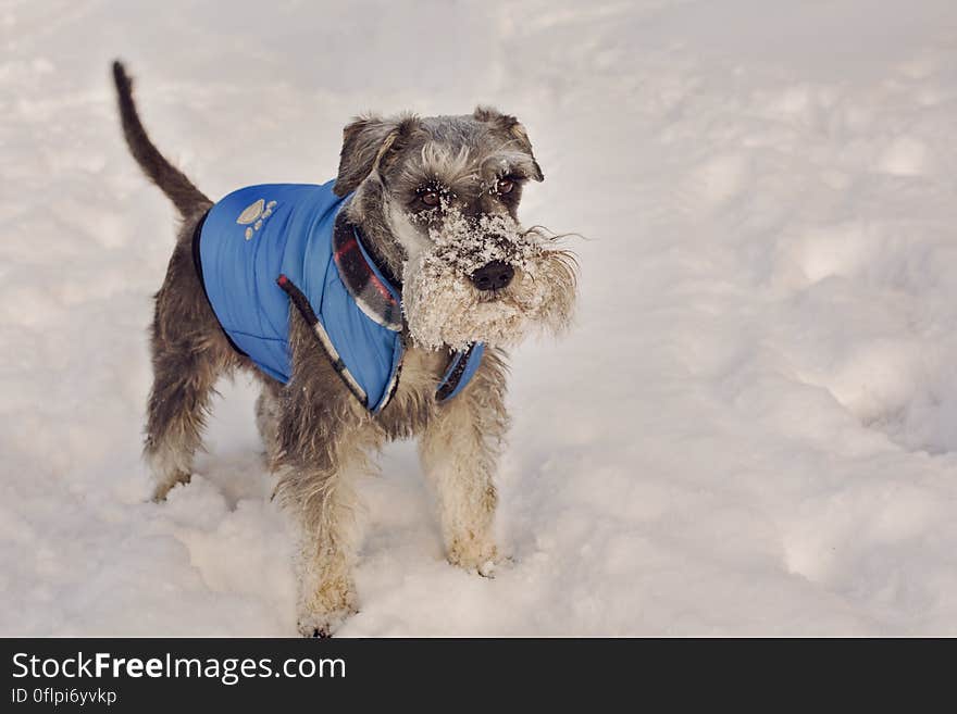 My dog in snow