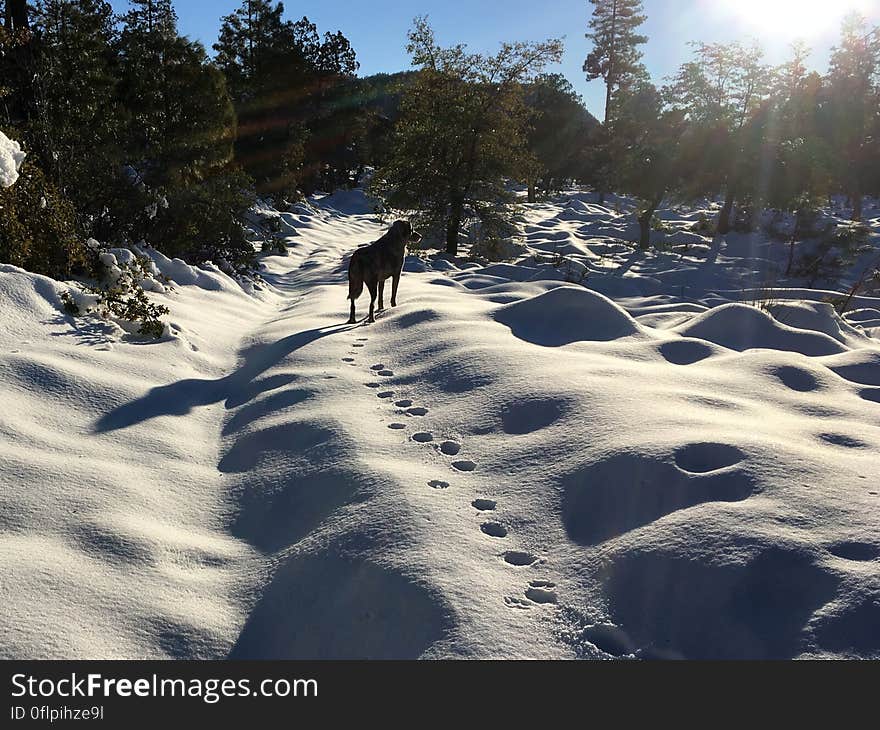 Breaking Trail, Where No Dog Has Gone Before