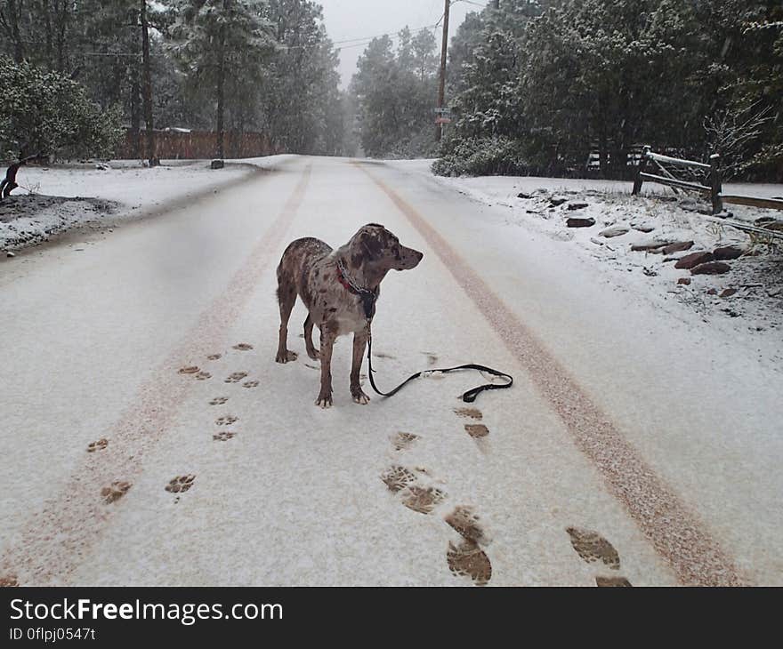 Snow... Good... I Approve